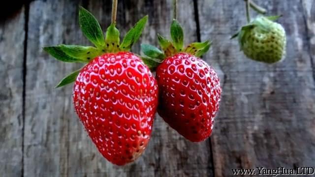 草莓的養殖方法和注意事項