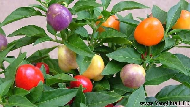 五彩椒的養殖方法