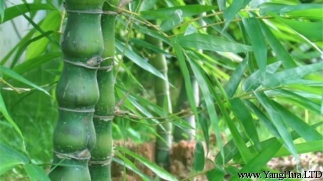 佛肚竹的養殖方法