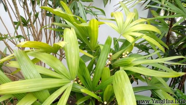 矮棕竹的養殖方法和注意事項