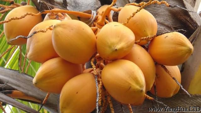黃椰子的養殖方法和注意事項