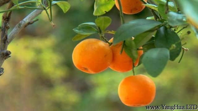 四季橘的養殖方法