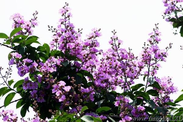 古代詩人筆下唯美的紫薇花