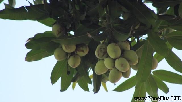 芒果樹盆栽的養殖方法