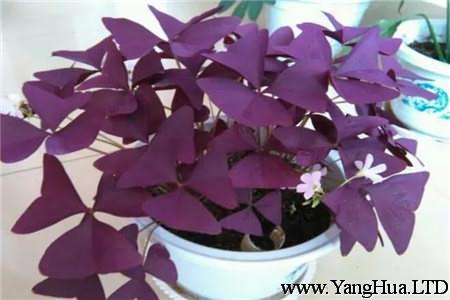 紫葉醡漿草
