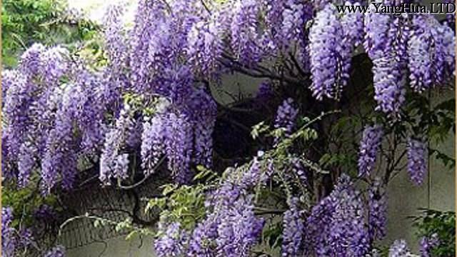 多花紫籐的養殖方法