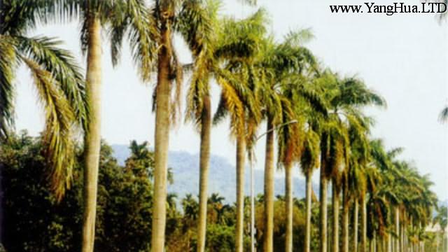大王椰子的養殖方法