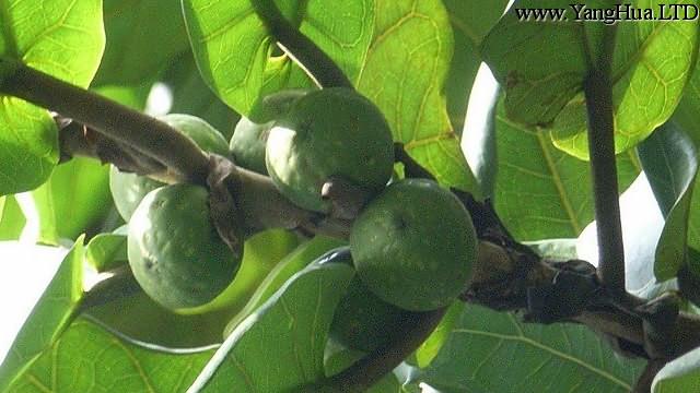 大琴葉榕的養殖方法