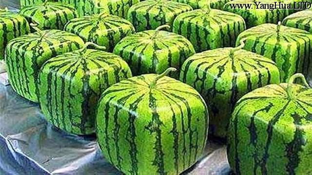 方形西瓜的養殖方法
