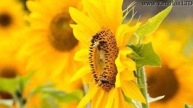 太陽花和向日葵的區別