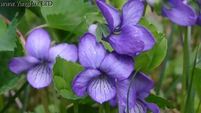 紫羅蘭什麼時候開花