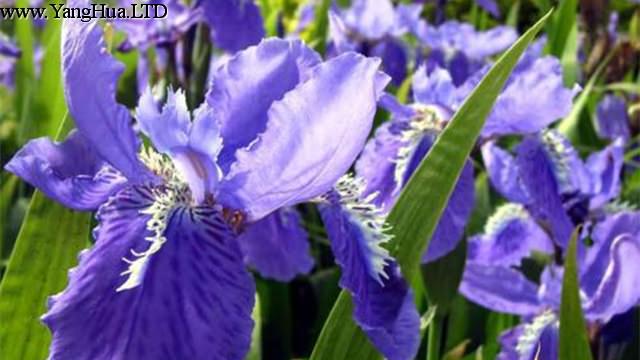 紫羅蘭一年開幾次花