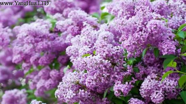 紫丁香是什麼植物