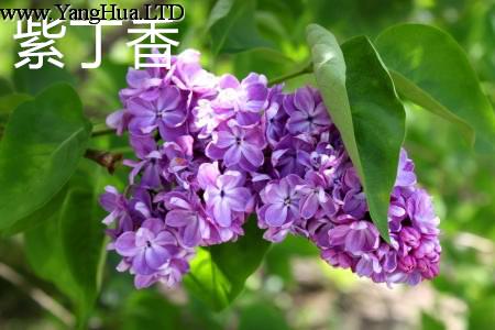 紫丁香葉子