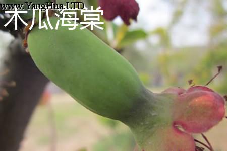 木瓜海棠