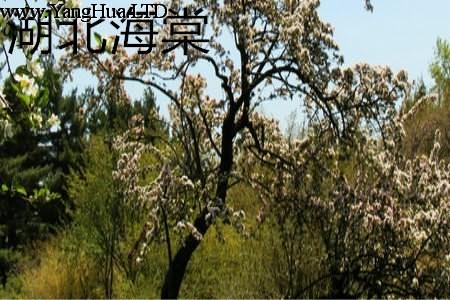 湖北海棠樹幹