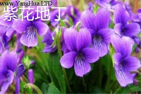 紫花地丁花朵