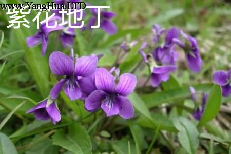 紫花地丁葉子