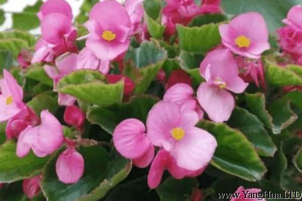 這8種花，花期特別長，養1盆全年有花看！