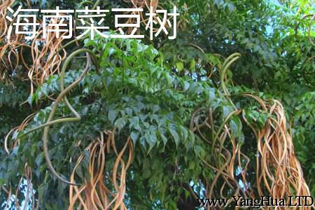 海南菜豆樹樹幹