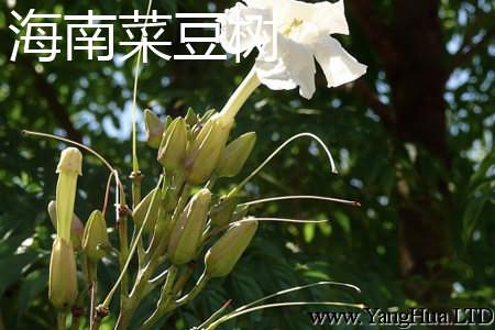 海南菜豆樹花朵