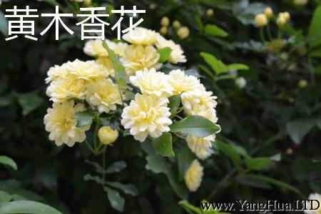 黃木香花