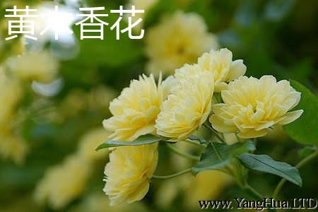 黃木香花