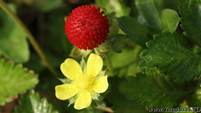 野草莓花和蛇莓的區別
