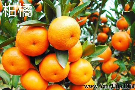 柑橘葉子.jpg