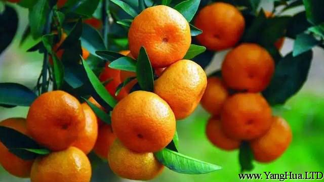 柑橘和橙子的區別
