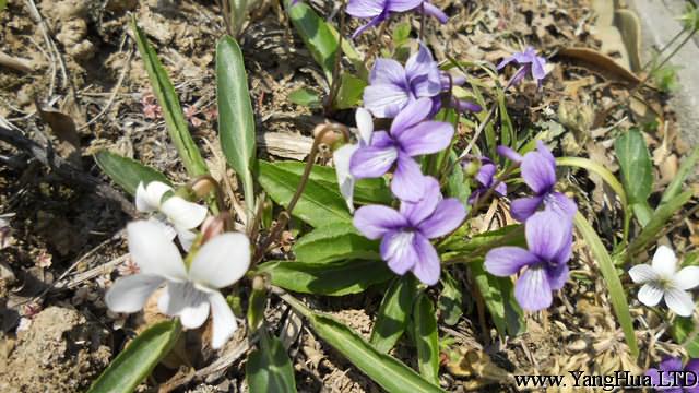 白花地丁和紫花地丁的區別