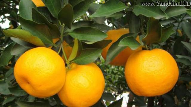 椪柑和橘子的區別