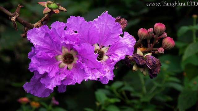 紫荊花和紫薇花的區別