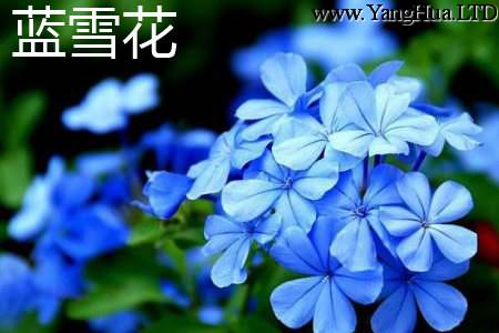 藍星花和藍雪花的區別 養花網
