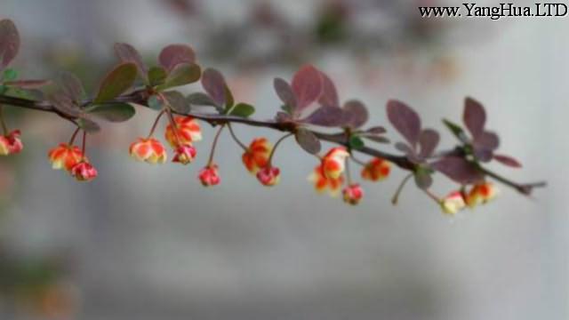 紫葉小檗和紅花杞木的區別