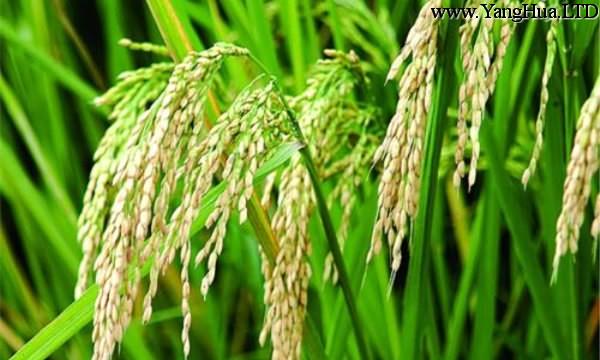 小麥和水稻的區別