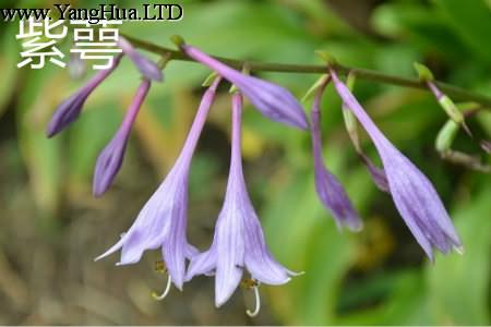 紫萼花