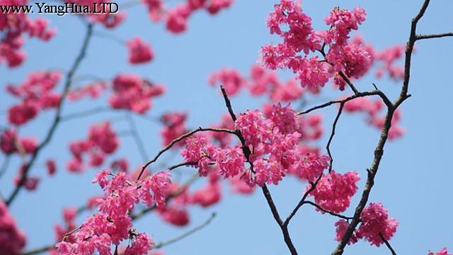 山櫻和櫻桃樹的區別