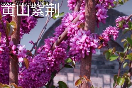 黃山紫荊