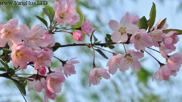 垂絲海棠和櫻花的區別