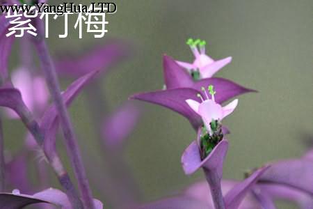 紫錦草（紫 竹梅）