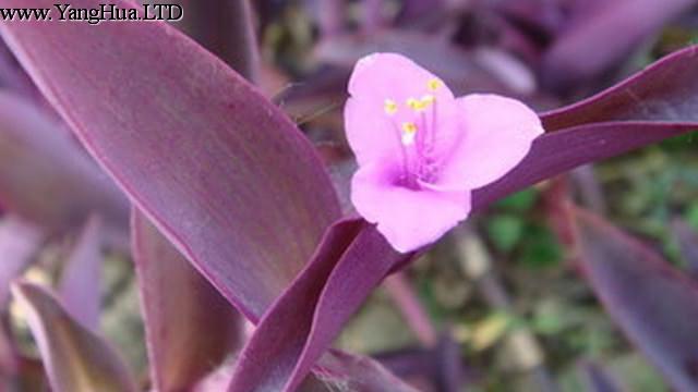 紫羅蘭和紫錦草（紫 竹梅）的區別