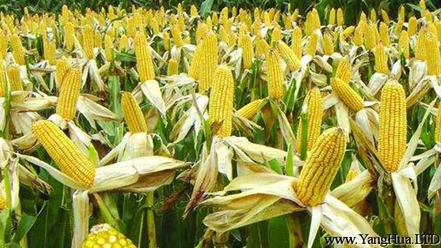 玉米生長週期