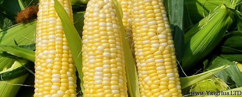 玉米的生長過程