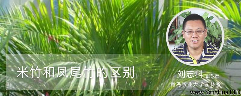 米竹和鳳尾竹的區別