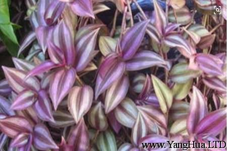 紫吊蘭