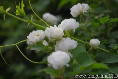 白色薔薇花