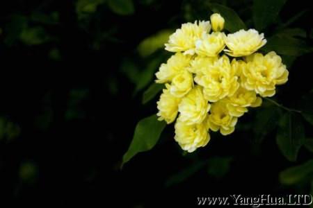 黃色薔薇花