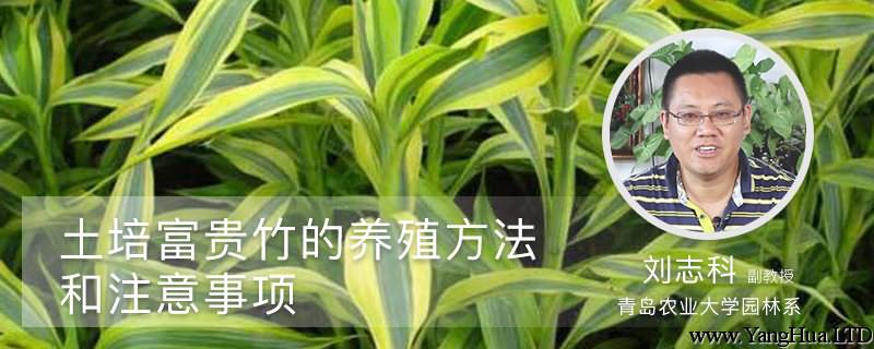 土培富貴竹的養殖方法和注意事項