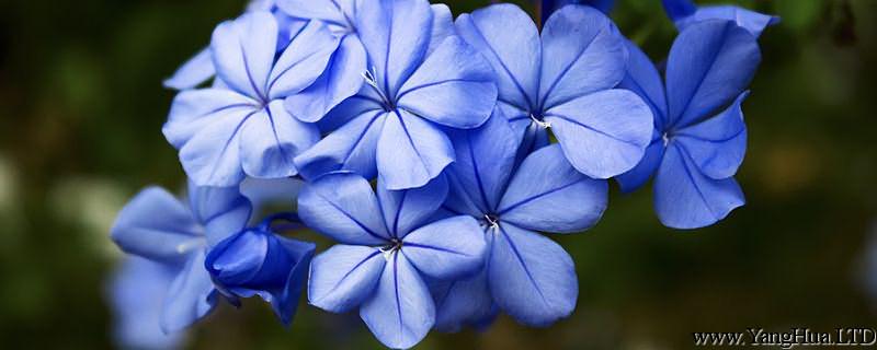 盆栽藍雪花的養殖方法：種植、澆水、扦插和養護